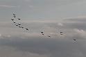 Duxford_Airshow_19-Sep-2015_331.